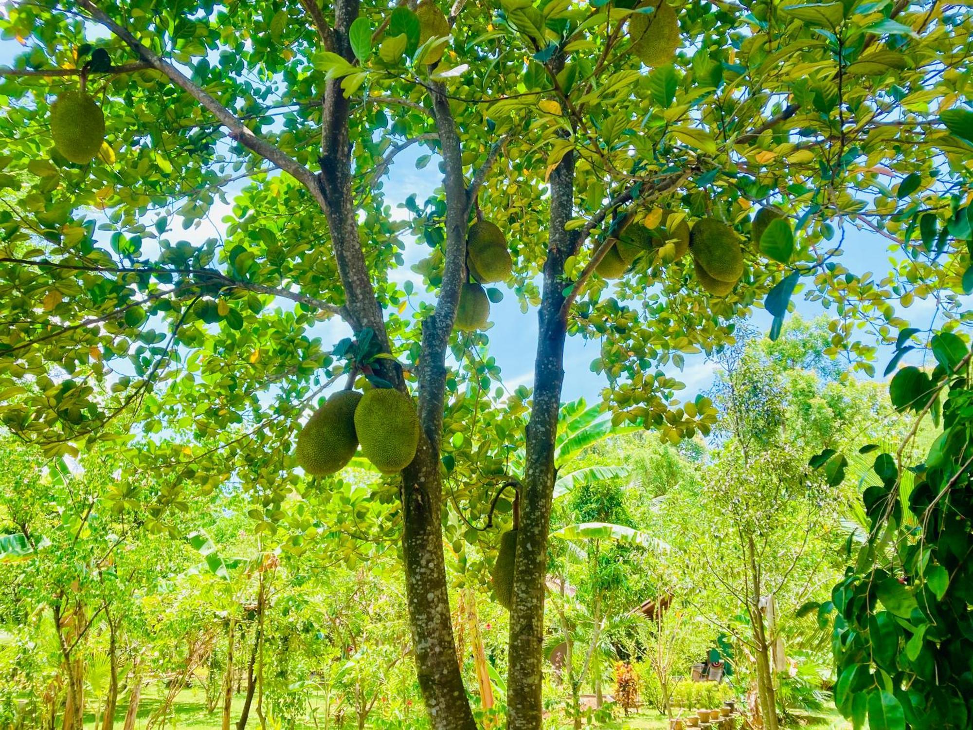 Suncity Privacy Cottages Udawalawe Eksteriør bilde