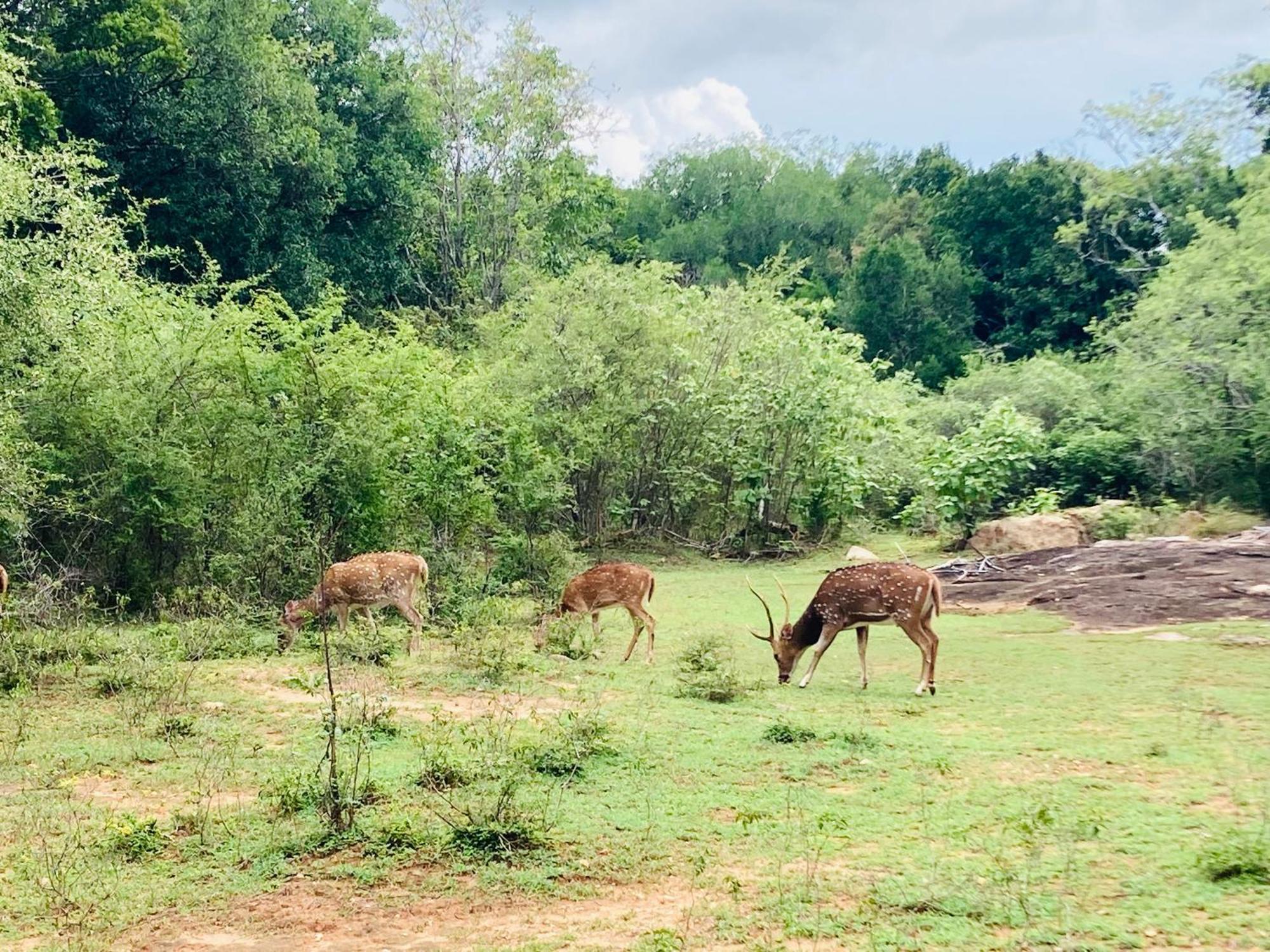 Suncity Privacy Cottages Udawalawe Eksteriør bilde