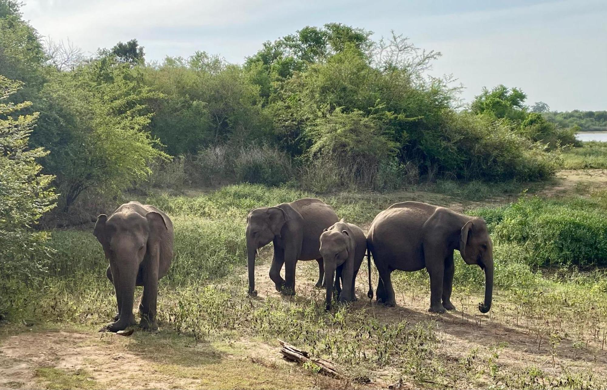 Suncity Privacy Cottages Udawalawe Eksteriør bilde
